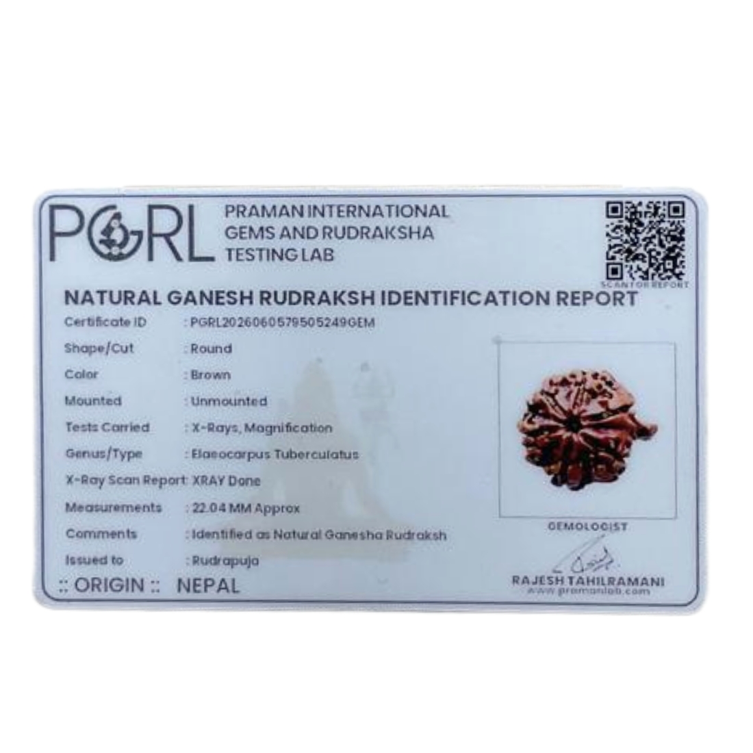 Ganesha Rudraksha - (22.04 MM) - (Rudrapuja)