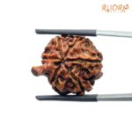 Ganesha Rudraksha - (22.04 MM) - (Rudrapuja)