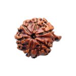 Ganesha Rudraksha - (22.04 MM) - (Rudrapuja)