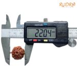 Ganesha Rudraksha - (22.04 MM) - (Rudrapuja)