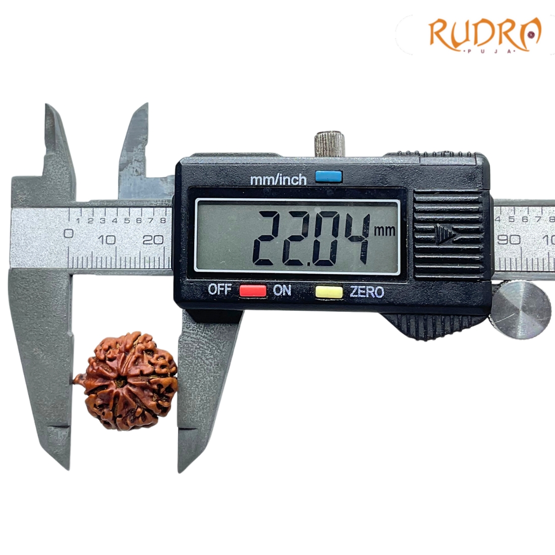 Ganesha Rudraksha - (22.04 MM) - (Rudrapuja)