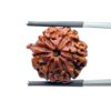Ganesha Rudraksha - (22.04 MM) - (Rudrapuja)