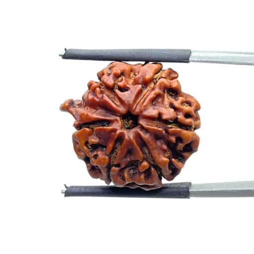 Ganesha Rudraksha - (22.04 MM) - (Rudrapuja)