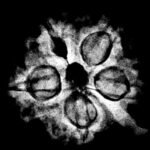 Ganesha Rudraksha - (21.85 Mm)