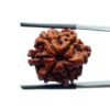 Ganesha Rudraksha - (22.10 Mm)