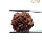 Ganesha Rudraksha - (22.10 MM)