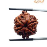 Ganesha Rudraksha - (22.10 MM)
