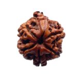 Ganesha Rudraksha - (22.10 MM)