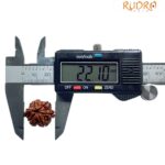 Ganesha Rudraksha - (22.10 MM)