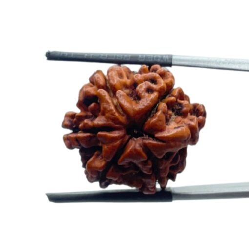 Ganesha Rudraksha - (22.10 Mm)