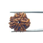 Ganesha Rudraksha 22.13 MM