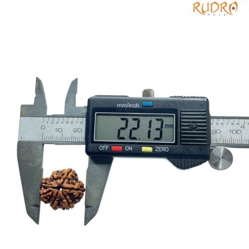 Ganesha Rudraksha 22.13 Mm