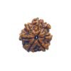 Ganesha Rudraksha 22.13 Mm