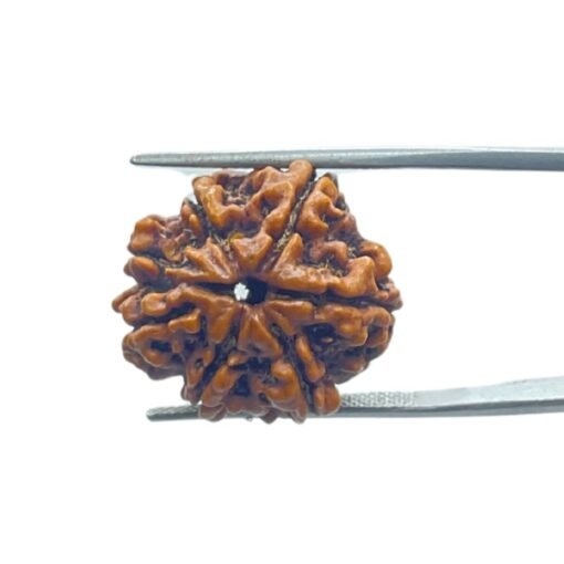 Ganesha Rudraksha 22.13 Mm