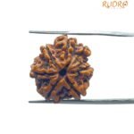 Ganesha Rudraksha 22.13 MM