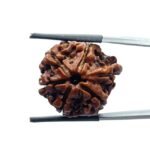 Ganesha Rudraksha - (22.70 MM )