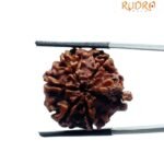 Ganesha Rudraksha - (22.70 MM )