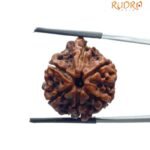 Ganesha Rudraksha - (22.70 Mm )