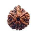 Ganesha Rudraksha - (22.70 Mm )