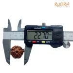 Ganesha Rudraksha - (22.70 Mm )