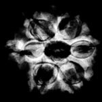 Ganesha Rudraksha - (22.70 Mm ) - (Rudrapuja)