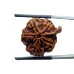 Ganesha Rudraksha - (21.85 MM)