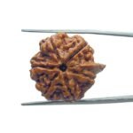 Ganesha Rudraksha 23.10 MM