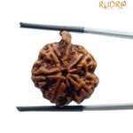Ganesha Rudraksha - (23.10 Mm)