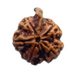 Ganesha Rudraksha - (23.10 Mm)