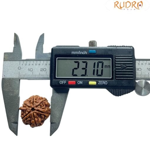 Ganesha Rudraksha 23.10 Mm