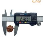 Ganesha Rudraksha - (23.10 Mm)