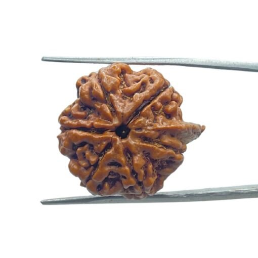 Ganesha Rudraksha 23.10 Mm