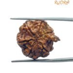 Ganesha Rudraksha 23.10 MM