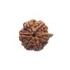 Ganesha Rudraksha 23.10 Mm