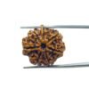 Ganesha Rudraksha 24.00 Mm