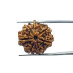 Ganesha Rudraksha 24.00 MM