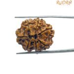 Ganesha Rudraksha 24.00 MM