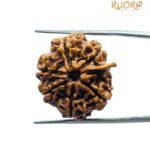 Ganesha Rudraksha 24.00 Mm