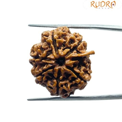 Ganesha Rudraksha 24.00 Mm