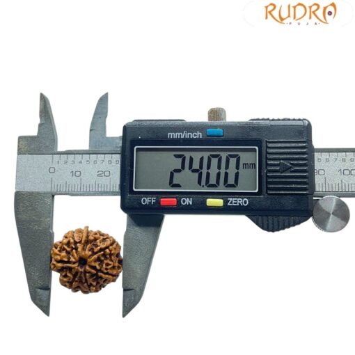 Ganesha Rudraksha 24.00 Mm