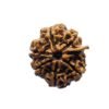 Ganesha Rudraksha 24.00 Mm