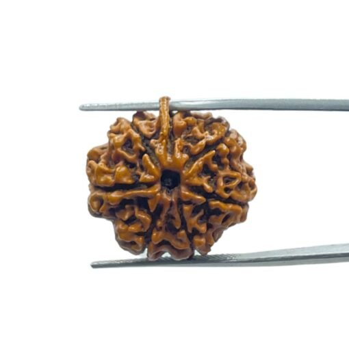 Ganesha Rudraksha 24.00 Mm