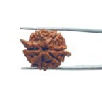 Ganesha Rudraksha 24.04 MM