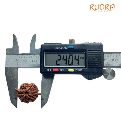 Ganesha Rudraksha 24.04 Mm - Image 4