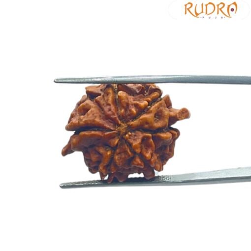Ganesha Rudraksha 24.04 Mm