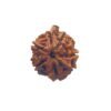 Ganesha Rudraksha 24.04 Mm 14 Ganesha Rudraksha 24.04 Mm