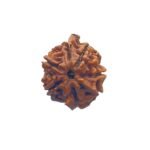 Ganesha Rudraksha 24.04 Mm