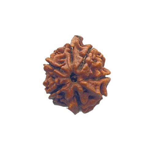 Ganesha Rudraksha 24.04 Mm