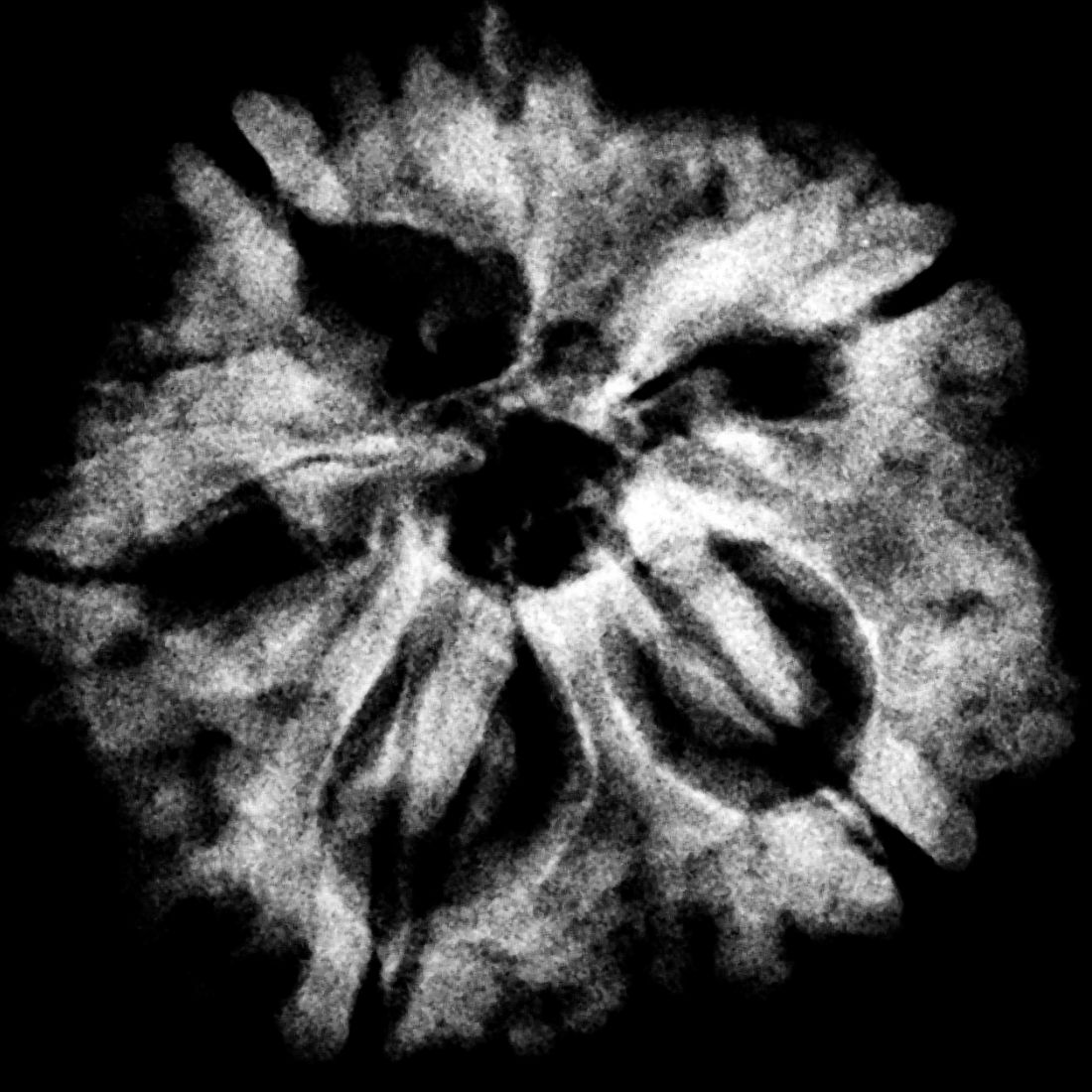 Ganesha Rudraksha - (31.20 MM) - (Rudrapuja) - Image 6