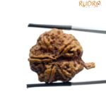 Ganesha Rudraksha - (31.20 MM)